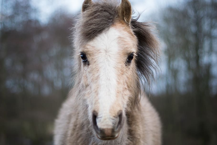 denmark, aakirkeby, boderne, animals, nature, bokeh, fur, horse HD wallpaper