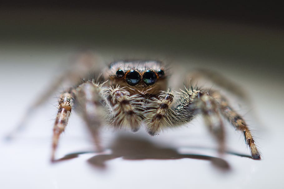 spider, macro, animal, nature, cobweb, insect, arachnid, creepy HD wallpaper