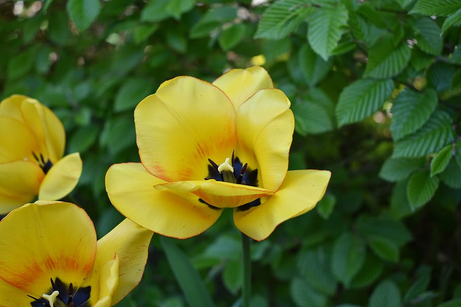 tulips, garden, spring, flowers, flowering plant, yellow, beauty in nature HD wallpaper