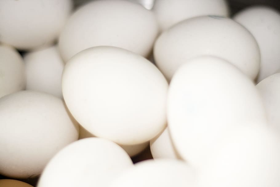 chicken, chicks, cholesterol, close-up, concepts, dairy, easter HD wallpaper