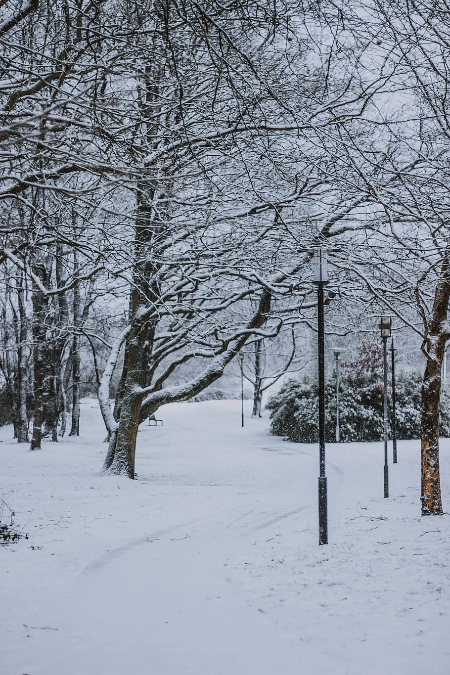 trees covered by snow, nature, winter, outdoors, blizzard, storm HD wallpaper