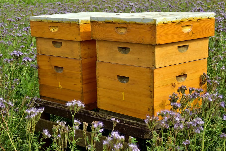 beehive, bees, bee keeping, beekeeping, honey, bee house, honey production, HD wallpaper