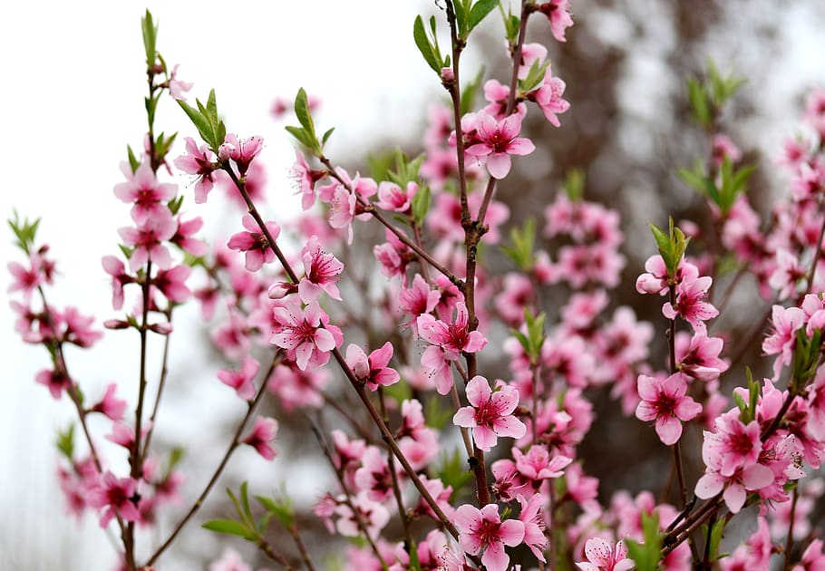 flowers, pink, casey, arbor, spring, plant, nature, coloring HD wallpaper