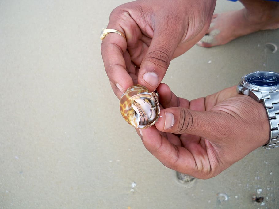 shell, sea, beach, human hand, human body part, holding, people HD wallpaper