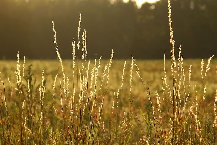field, pasture, ear, grass, plant, edge of field, summer, rural HD wallpaper