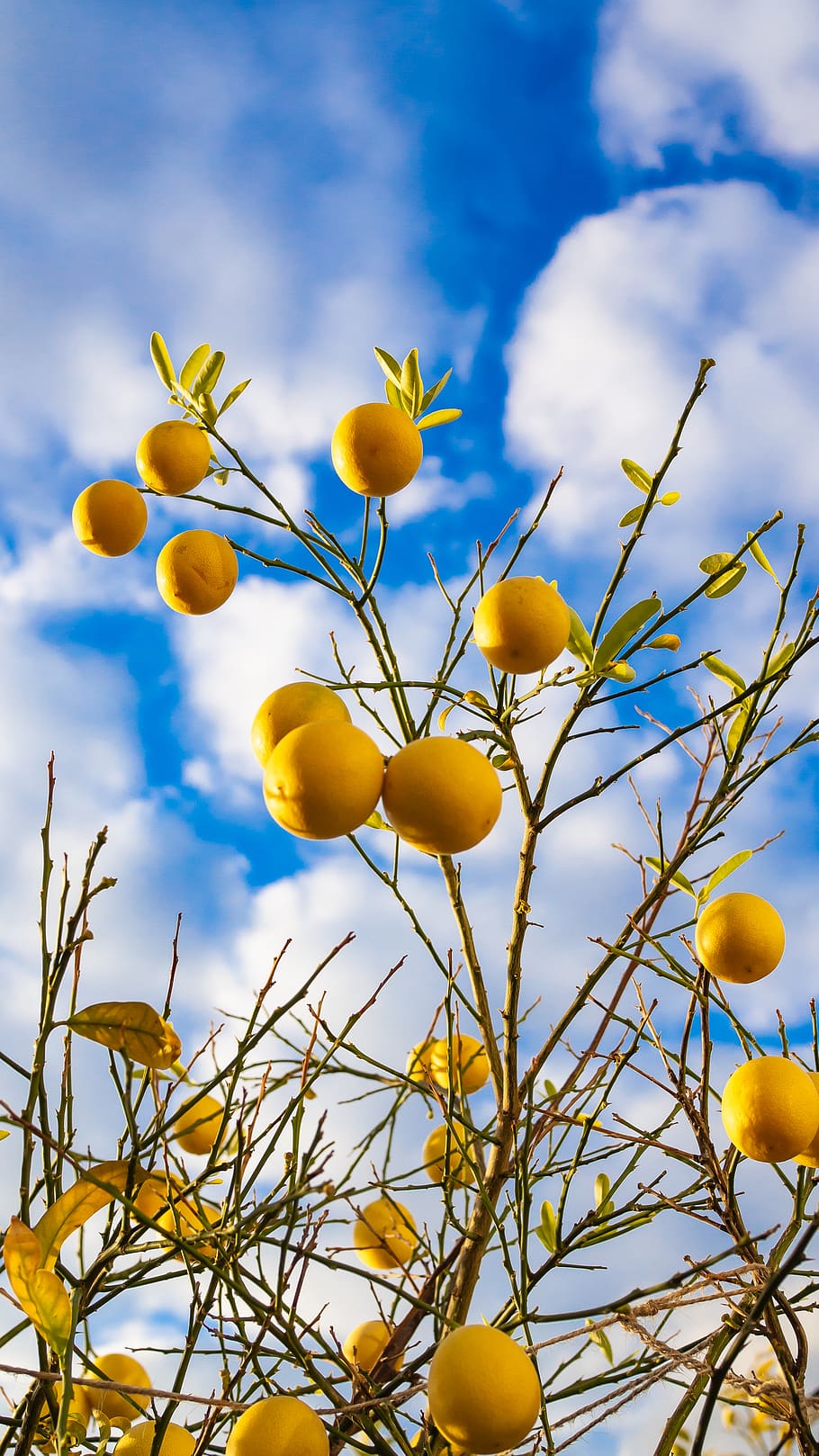 sky, lemons, clouds, growth, plant, freshness, yellow, low angle view HD wallpaper