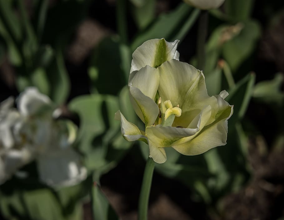 blossom, bloom, tulip, spring, garden, nature, flora, flower HD wallpaper