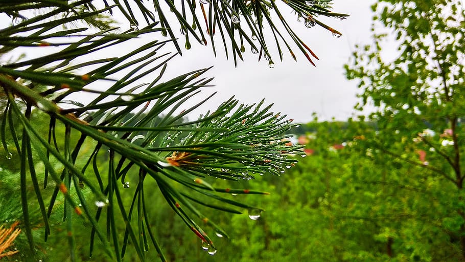 forest, rain, spruce, nature, plant, green color, tree, growth HD wallpaper