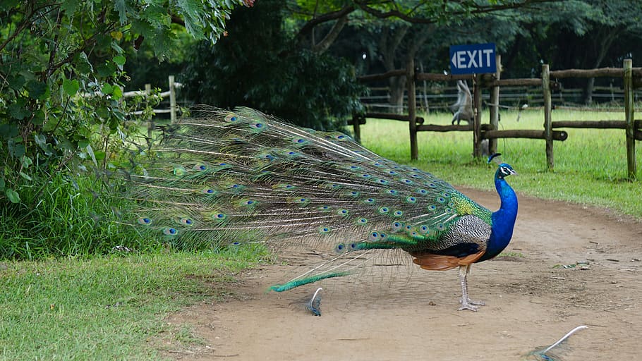 blue and green peacock on road, animal, bird, zoo, beak, pheasant, HD wallpaper