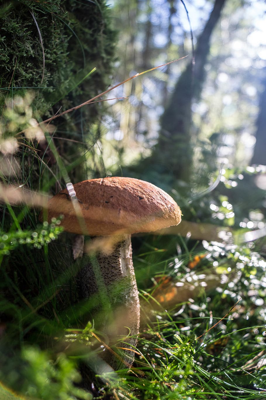 forest, mushroom, wild, fungus, plant, vegetable, growth, land HD wallpaper