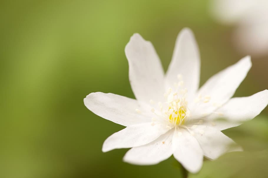 spring, flower, flowers, background, focus, closeup, outdoor HD wallpaper