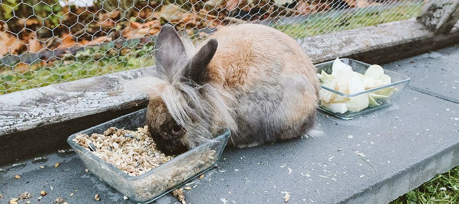brown rabbit, animal themes, mammal, one animal, no people, sleeping HD wallpaper