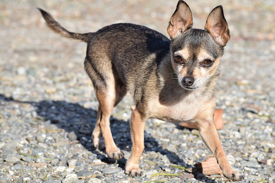 dog, breed, small, purebred, chihuahua, adorable, cute, animal HD wallpaper