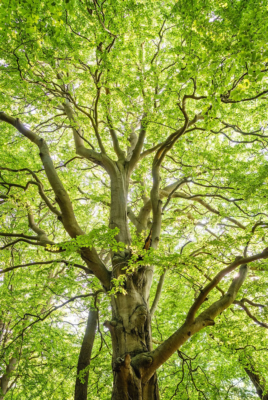 forest, beech, island vilm, old, light, leaves, light on, backlighting HD wallpaper