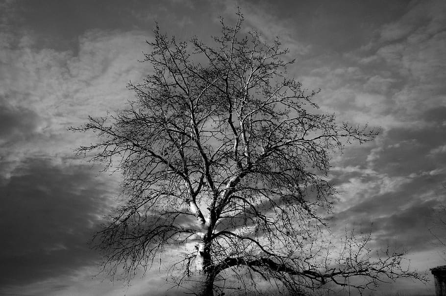 tree, black, nature, dark, winter, landscape, sky, cloud - sky, HD wallpaper