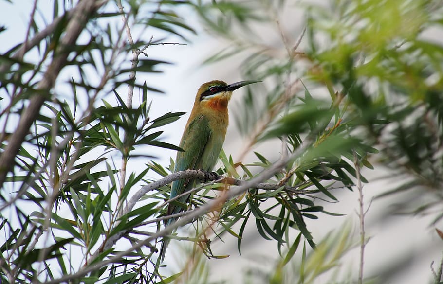 nature, tree, bird, wildlife, animal, outdoors, closeup, park HD wallpaper
