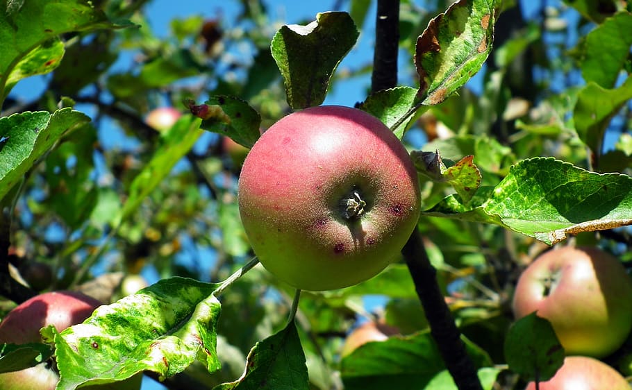 apple, fruit, branch, tree, summer, food and drink, healthy eating HD wallpaper