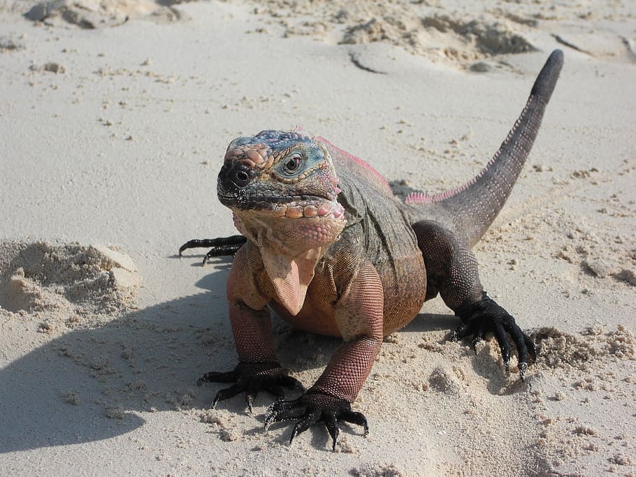 iguana, lizard, dragon, reptile, creature, exotic, scaly, sand HD wallpaper