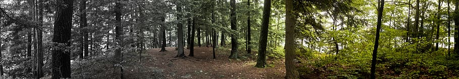 nature, tree, forest, plant, land, tree trunk, woodland, panoramic HD wallpaper