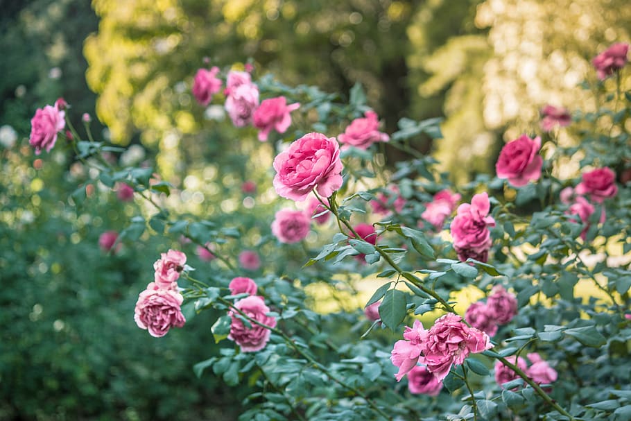 flower, flowering plant, pink color, beauty in nature, freshness HD wallpaper