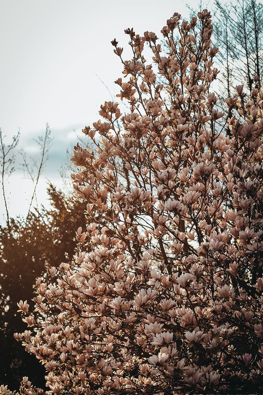 Pink Cherry Blossom Tree, bright, colors, daylight, environment HD wallpaper