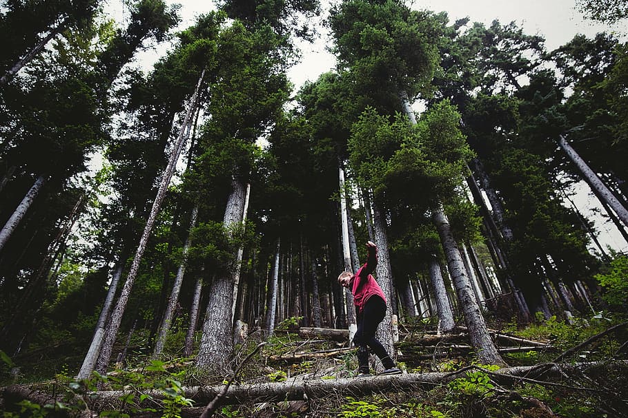 man, tree, forest, outdoor, plant, wood, jungle, rainforest HD wallpaper