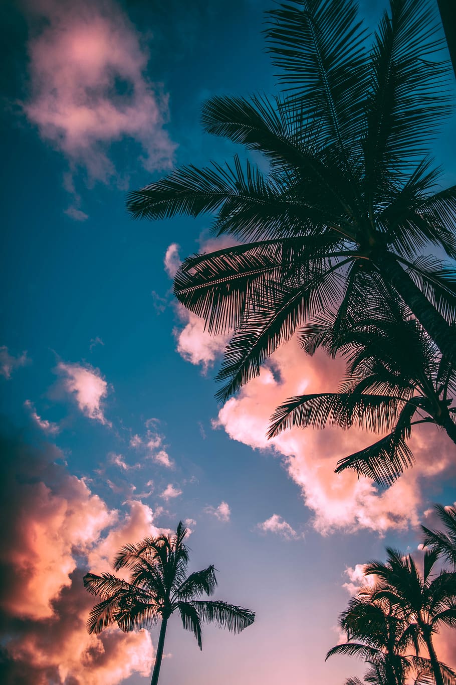 low-angle photograph of palm trees, summer, outdoors, tropical