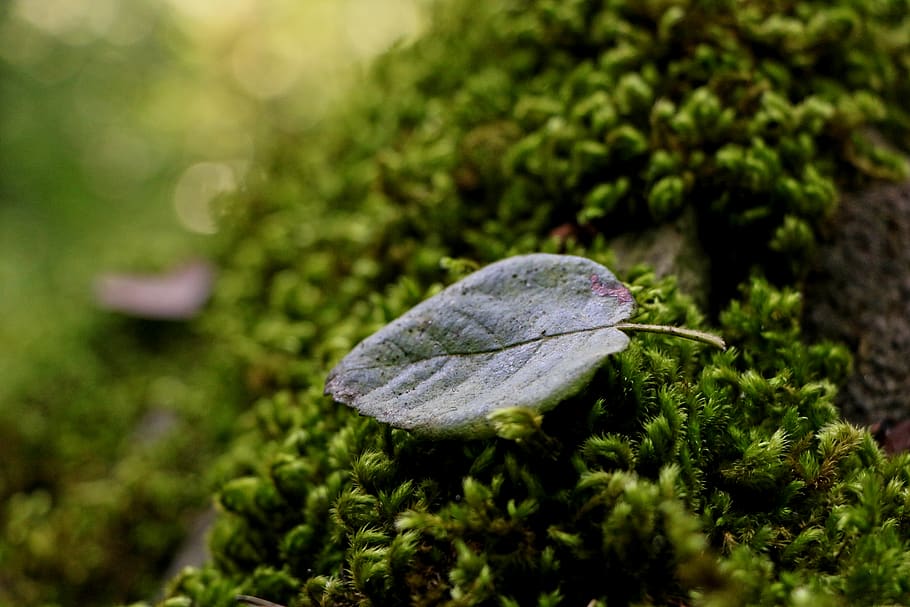 iran, javaher deh, green, wallpaper, background, forest, leaf HD wallpaper