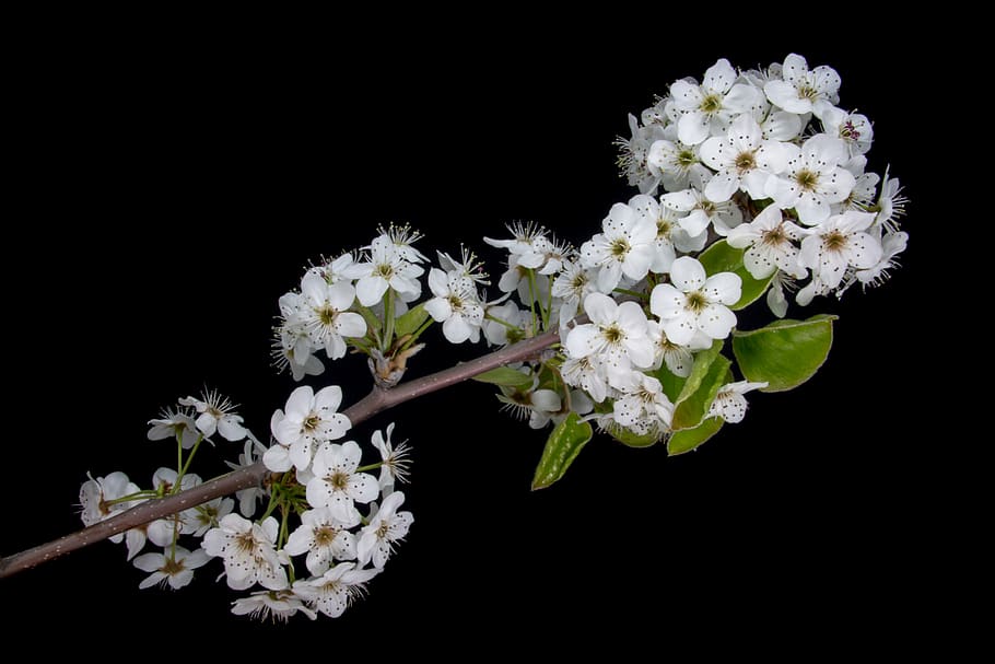 white petaled flowers, flowering plant, fragility, vulnerability HD wallpaper