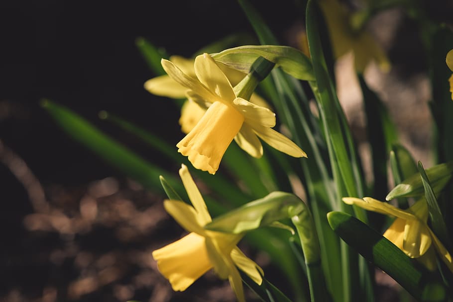 daffodils, yellow, small, flowers, garden, spring flowers, garden flowers HD wallpaper
