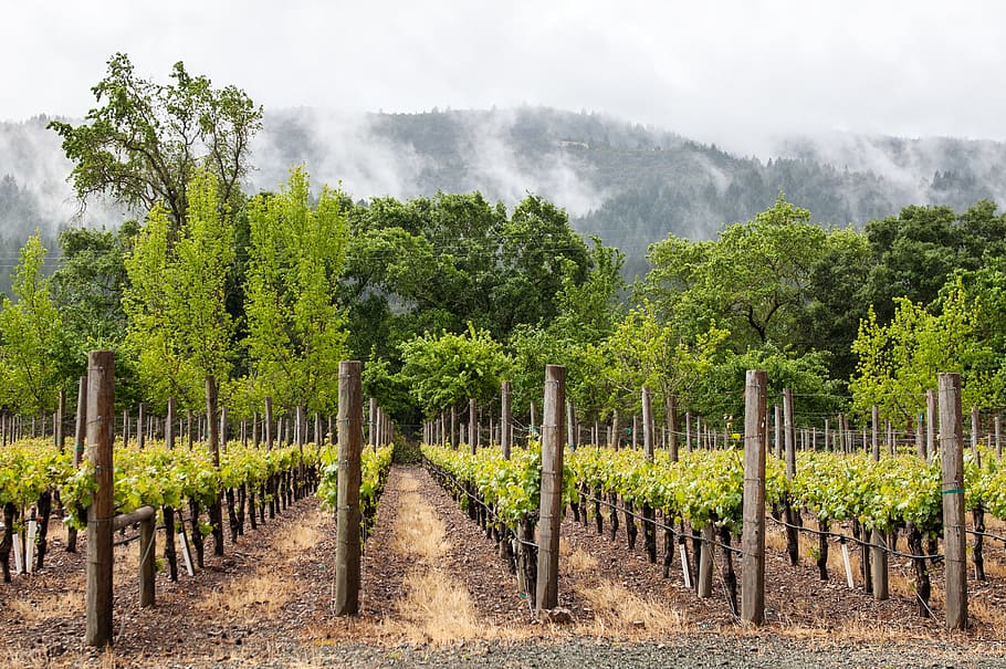 vineyard, grapes, landcape, fog, morning, green, mountain, napa, HD wallpaper