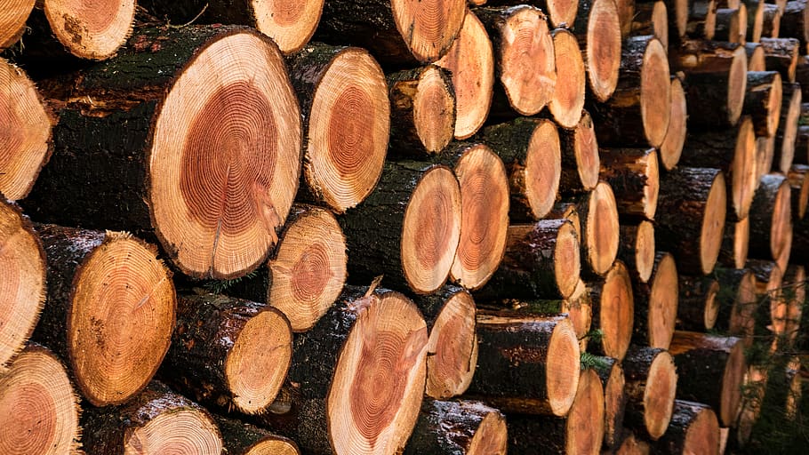 netherlands, ermelo, forest, rings, annual rings, sawing, tree HD wallpaper