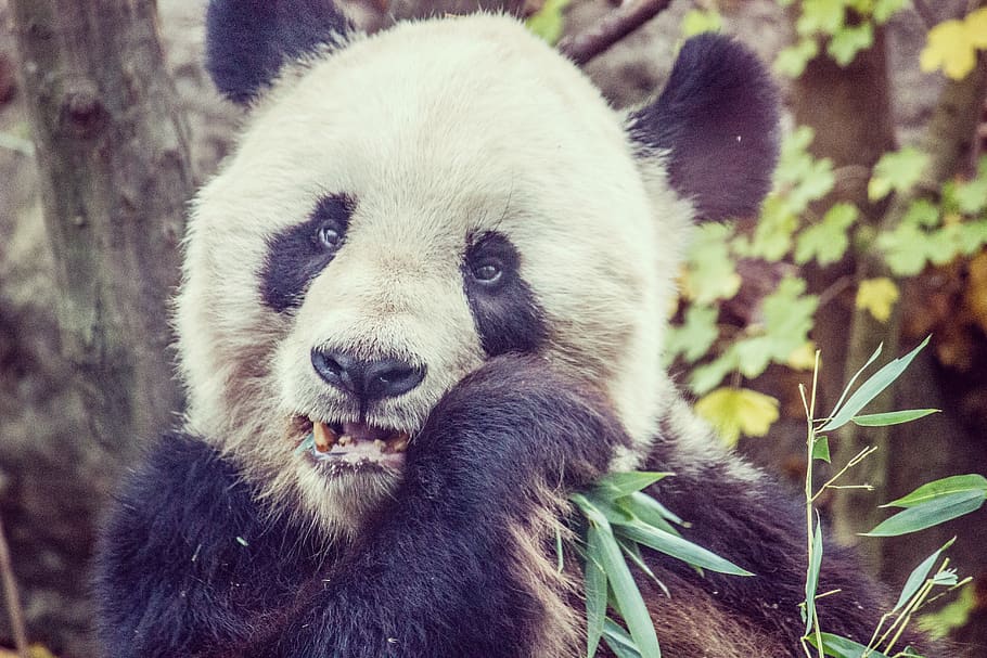 HD wallpaper: baby, panda, eat, giant panda, bear, fauna, madrid zoo