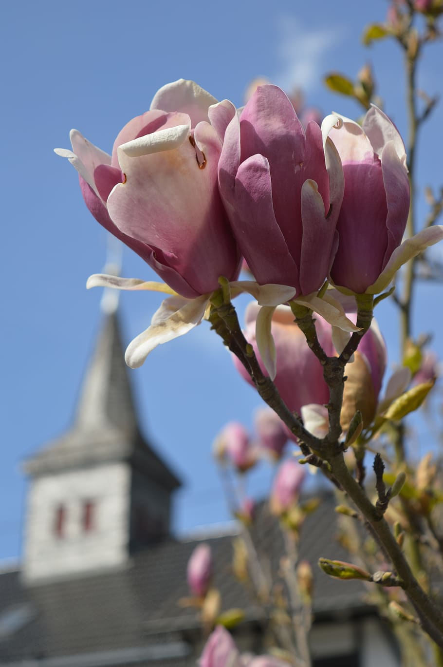 spring, spring day, magnolia, flowers, nature, pink, background HD wallpaper