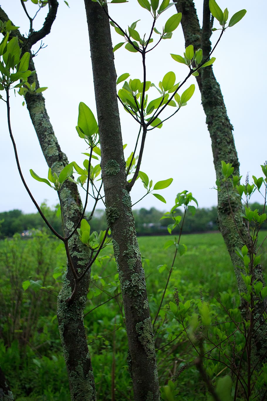 plant, tree, tree trunk, leaf, green, leaves, trees, nature HD wallpaper