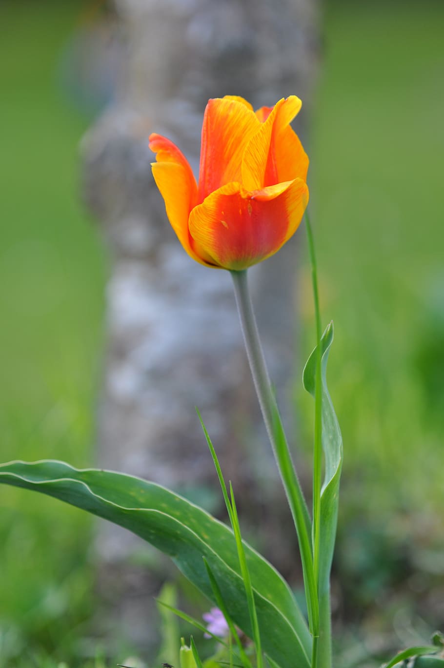 spring, tulip, flower, red, flowering plant, beauty in nature HD wallpaper