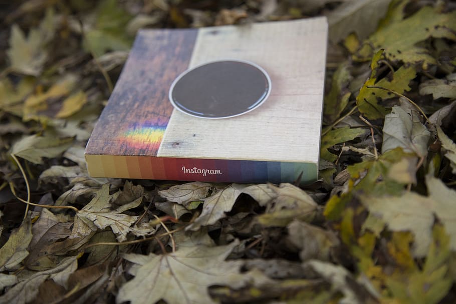 instagram, leaves, leaf, fall, book, plant part, communication HD wallpaper