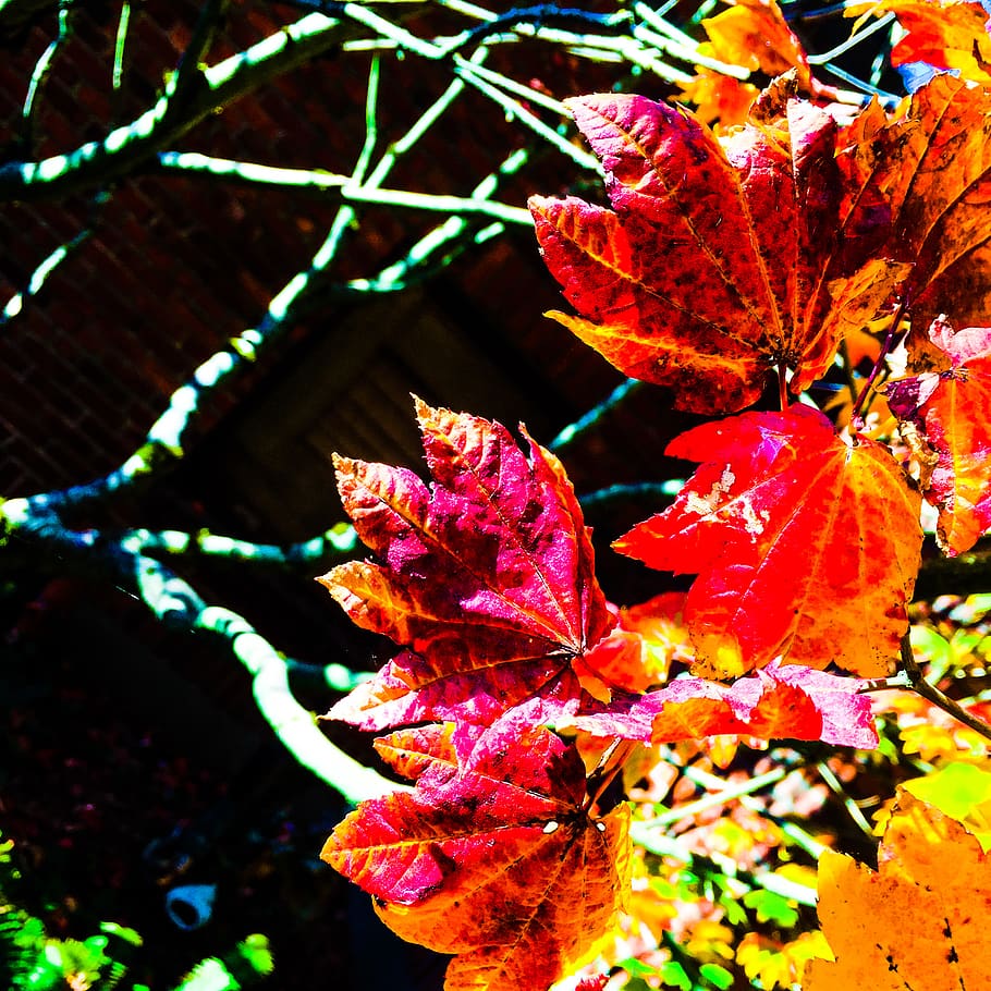 autumn, fall, leaves, trees, shadows, colors, plant, growth HD wallpaper