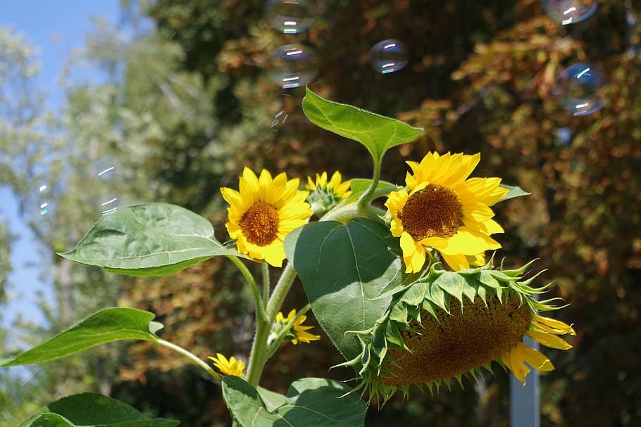 sunflower, soap bubbles, summer, nature, colorful, soapy water HD wallpaper