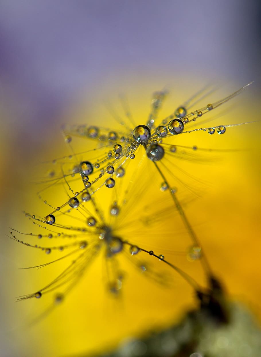Water Droplets in Flowers, bloom, blossom, close-up, dandelion HD wallpaper
