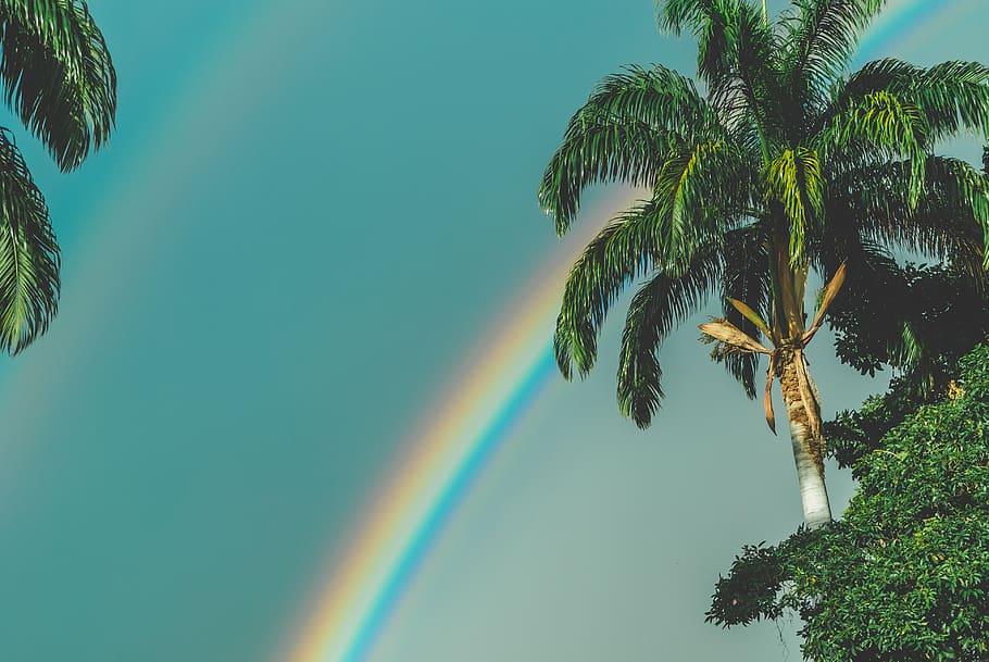 rainbow over palm trees, plant, multi colored, beauty in nature HD wallpaper