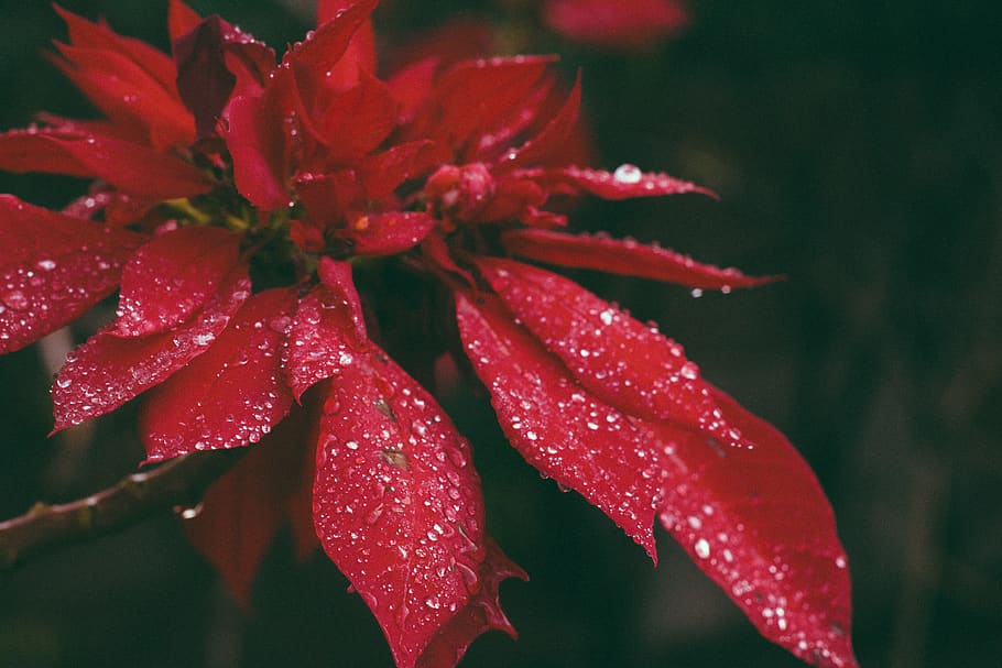 red petaled flower, plant, growth, beauty in nature, close-up HD wallpaper