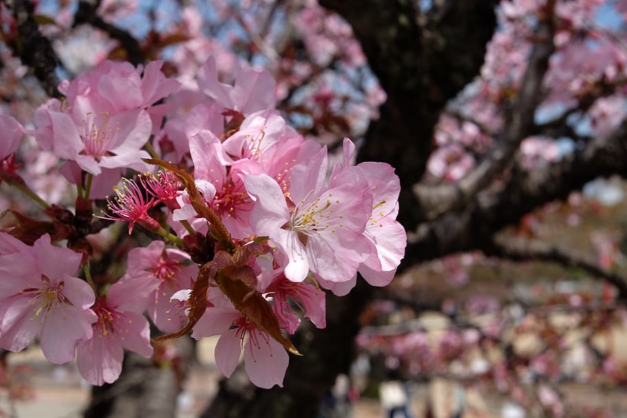japan, himeji, pink, leaves, tree, spring, flower, sakura, flowering plant, HD wallpaper