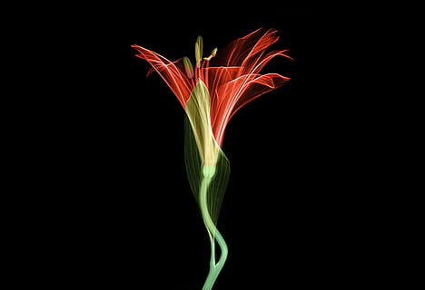 red and gray flower digital wallpaper, plant, xray, petal, stem HD wallpaper