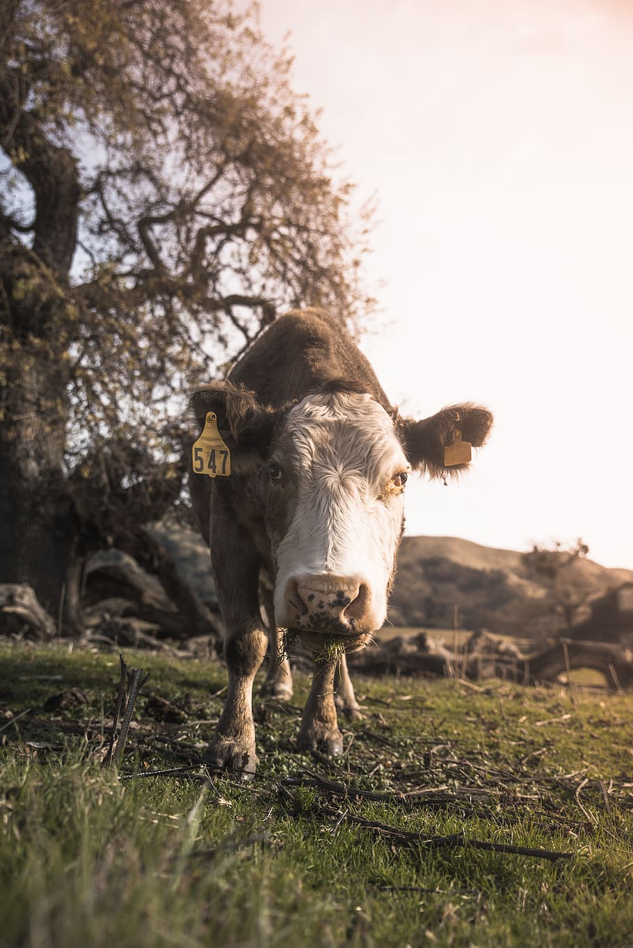 gray and white cow, grass, eat, ear, face, ear tag, animal, farm animal HD wallpaper