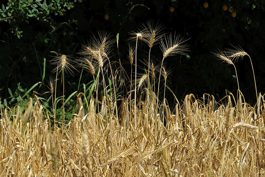cornfield, cereals, spike, grain, nature, agriculture, plant HD wallpaper