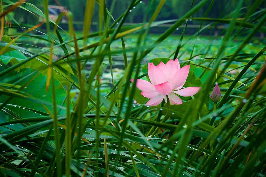 夏荷, lotus, plant, flower, flowering plant, freshness, growth HD wallpaper