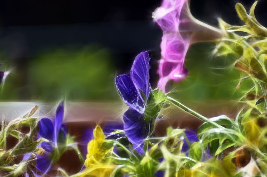 desktop, leaf, nature, flora, color, closeup, garden, beautiful HD wallpaper