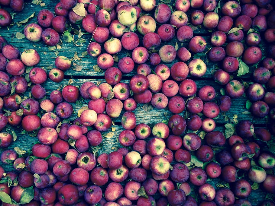united states, spokane, apples, fall, farms, food and drink HD wallpaper