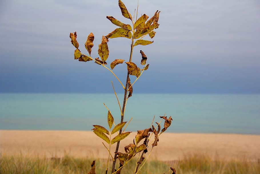 beach, autumn, sky, landscape, plant, beauty in nature, growth HD wallpaper
